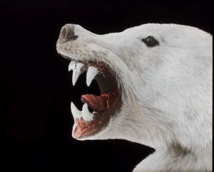 Image of Polar bear's head - showing teeth